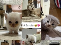 8 Tane Scottish Fold Yavruları