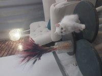 Beyaz british shorthair baba kız
