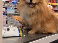 ÜST KALİTE UKRAYNA KANI ORANGE POMERANIAN ERKEK