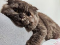 Scottish fold kedime acil yuva aranıyor
