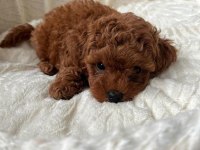 Minnacık yavru toy poodle bebeğim