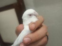 Kırmızı göz albino takım forpus papağanı