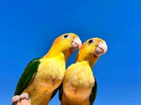 El Besleme Bebek Caique