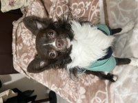 CHİHUAHUA KÖPEĞİMİZE GELİN ADAYI ARIYORUZ