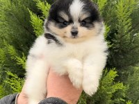 En Özeli Bizim Olsun Diyenlere Three Color Pomeranian