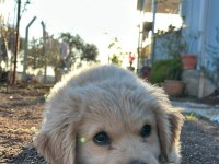 Baby Face Golden Retriever