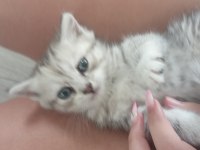 Scottish fold yavru
