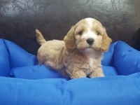 İNANILMAZ GÜZELLİKTE MALTİPOO YAVRULAR