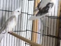 Çok sağlıklı bilezikli genç takım sultan papağanı