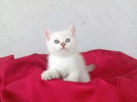 BRİTİSH SHORTHAİR YAVRULARI