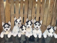A Kalite Sibirya (Husky) Yavrular