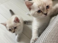 British shorthair silver point yavrular