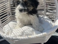 Bebek terrier yavrumuz