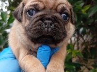 A KALİTE EVSANE PUG MOPS BEBEKLER SIFIR BURUN GÜL KUYRUK