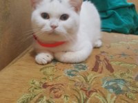 Yetişkin dişi kedim