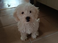 Maltese yavru 3 aylık