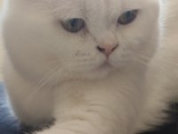 Beyaz scottish fold erkek