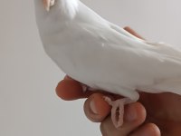 Evcil erkek albino sultan papağanı
