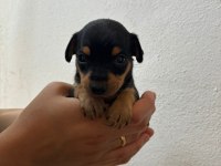 Minyatür pinscher safkan