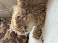 British shorthair golden kedimiz