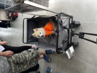 Spitz Köpeğimi Sahiplendireceğim