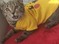 Scottish Fold ve Norveç Orman Kedisi Melezi
