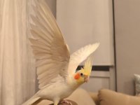 Sultan Papağanı Erkek Yetişkin Konuşan Ele Alışık