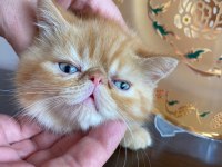 Safkan anne babadan şov kalite exotic shorthair yavrular