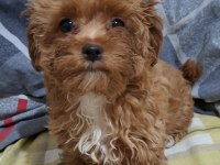 4 aylık dişi maltipoo