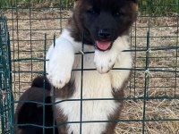 Akita yavrularımız 2 aylık