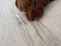 Kore Toy Poodle Yavrusu