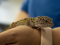 Evcil Leopard Geckolar