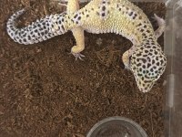 ACİL SATILIK DİŞİ DAMIZLIK LEOPARD GECKO