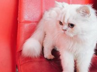 Ücretli British Longhair Silver Dişi