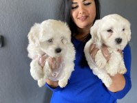 Ufacık maltese terrier yavrularım