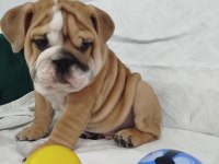 ANATOMİ HARİKASI İNGİLİZ BULLDOG BEBEKLER
