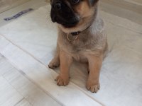 Kendi pug yavrumuz acil