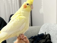 Kendini Sevdirmeye Meraklı Sultan Papağanı
