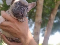 BLUE FAWN FRENCH BULLDOG