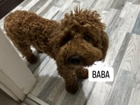 Ev ortamında yetişmiş yavru köpekler