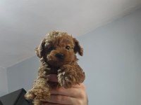 Olağanüstü güzellikte poodle köpekler