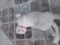 Asil sevimli uysal dişi scottish fold