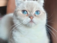 british shorthair silver point