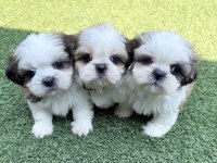 A Kalite Dişi Ve Erkek Shih Tzu Bebeklerimiz