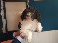 NADIR IRK LAGOTTO ROMAGNOLO TOY POODLE