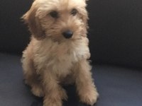 TUVALET EĞİTİMLİ MALTİPOO