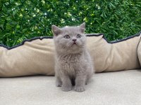 British Shorthair Lilac