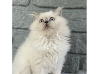 British Longhair Blue Point Yavrularımız