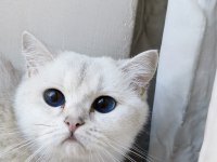 Kedilerim düzgün ailelere sahiplendirme yapılacak