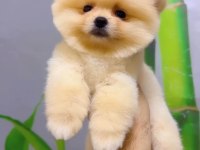 EN SEÇKİN POMERANİAN BOO YAVRULARIMIZA YUVA ARIYORUZ